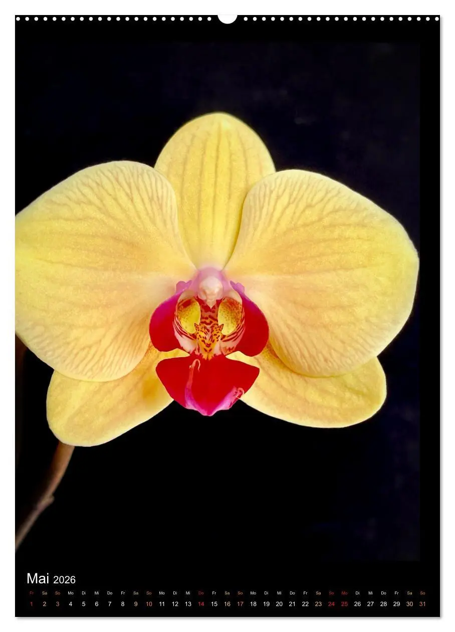 Bild: 9783516326192 | Orchideen - Exoten im Wohnzimmer (Wandkalender 2026 DIN A2 hoch),...