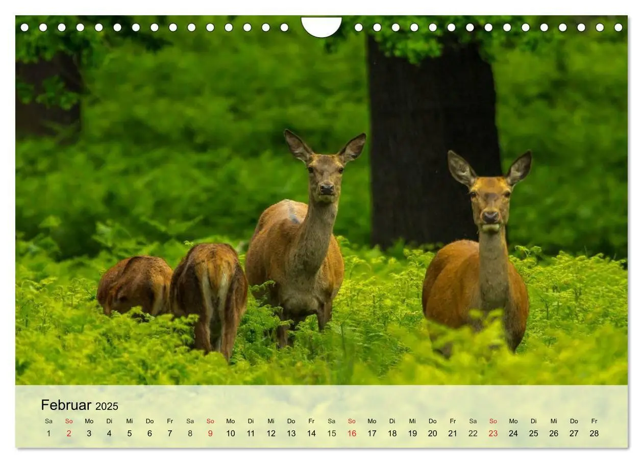Bild: 9783435516292 | Rotwild. Edle Hirsche, stolze Kühe (Wandkalender 2025 DIN A4 quer),...