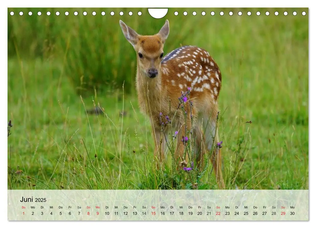 Bild: 9783435516292 | Rotwild. Edle Hirsche, stolze Kühe (Wandkalender 2025 DIN A4 quer),...