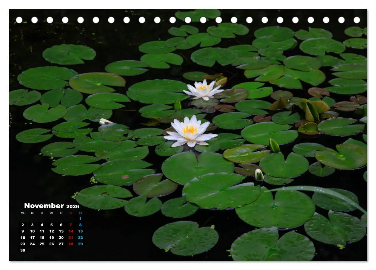 Bild: 9783457536292 | Malerische Seerosen (Tischkalender 2026 DIN A5 quer), CALVENDO...