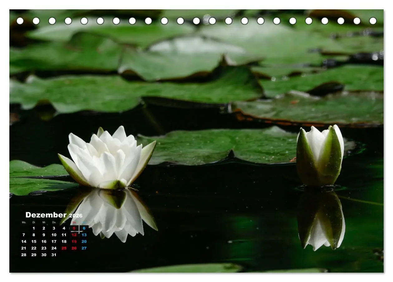 Bild: 9783457536292 | Malerische Seerosen (Tischkalender 2026 DIN A5 quer), CALVENDO...