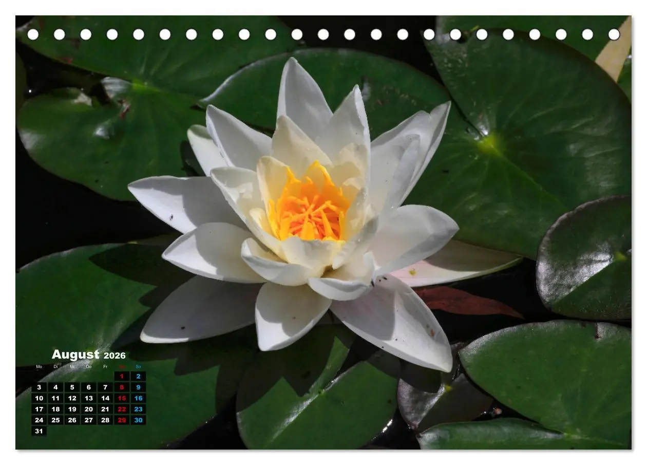 Bild: 9783457536292 | Malerische Seerosen (Tischkalender 2026 DIN A5 quer), CALVENDO...