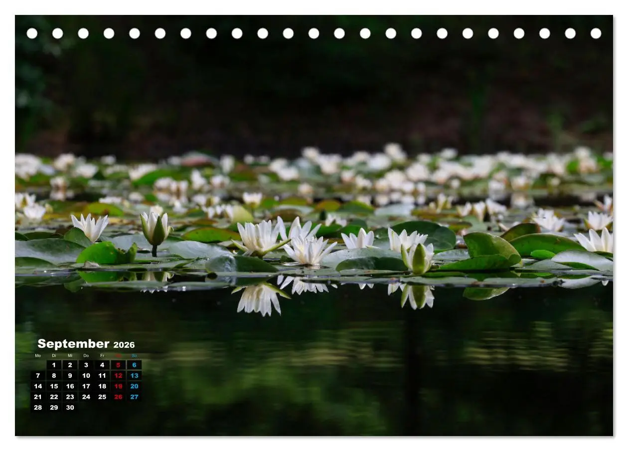 Bild: 9783457536292 | Malerische Seerosen (Tischkalender 2026 DIN A5 quer), CALVENDO...
