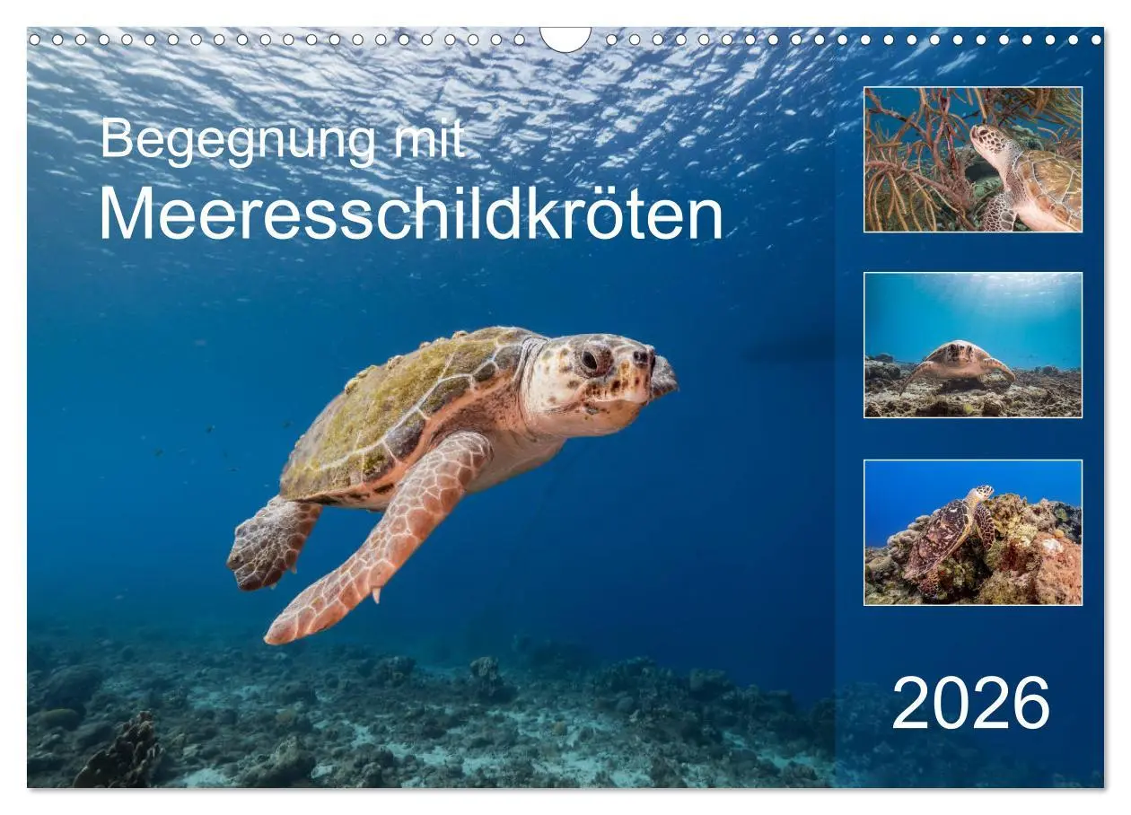 Cover: 9783457776292 | Begegnung mit Meeresschildkröten (Wandkalender 2026 DIN A3 quer),...