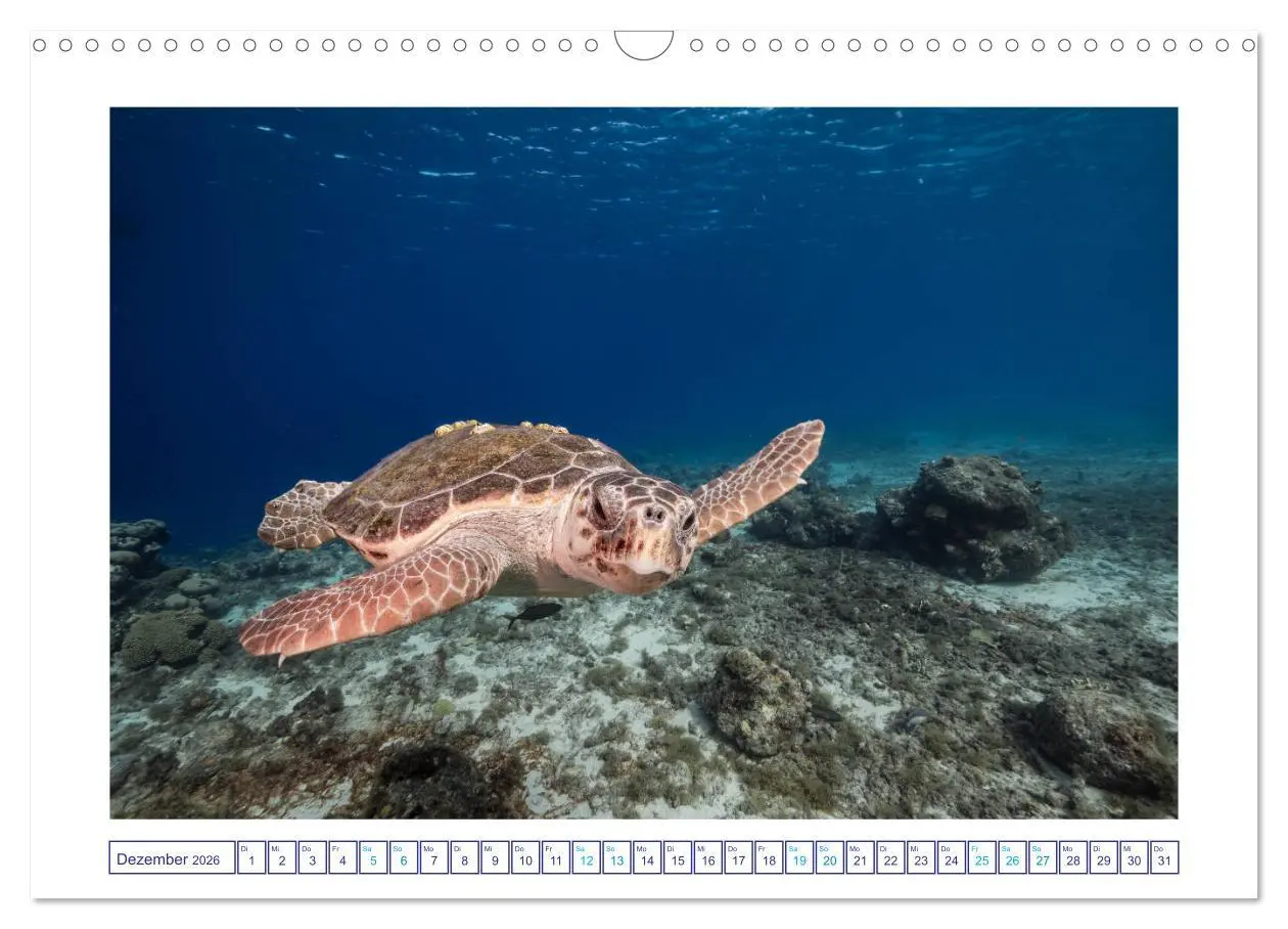 Bild: 9783457776292 | Begegnung mit Meeresschildkröten (Wandkalender 2026 DIN A3 quer),...