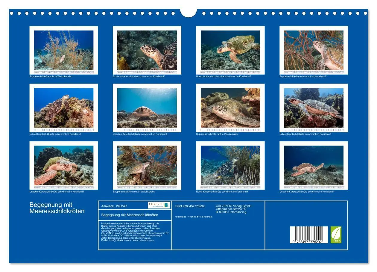 Bild: 9783457776292 | Begegnung mit Meeresschildkröten (Wandkalender 2026 DIN A3 quer),...
