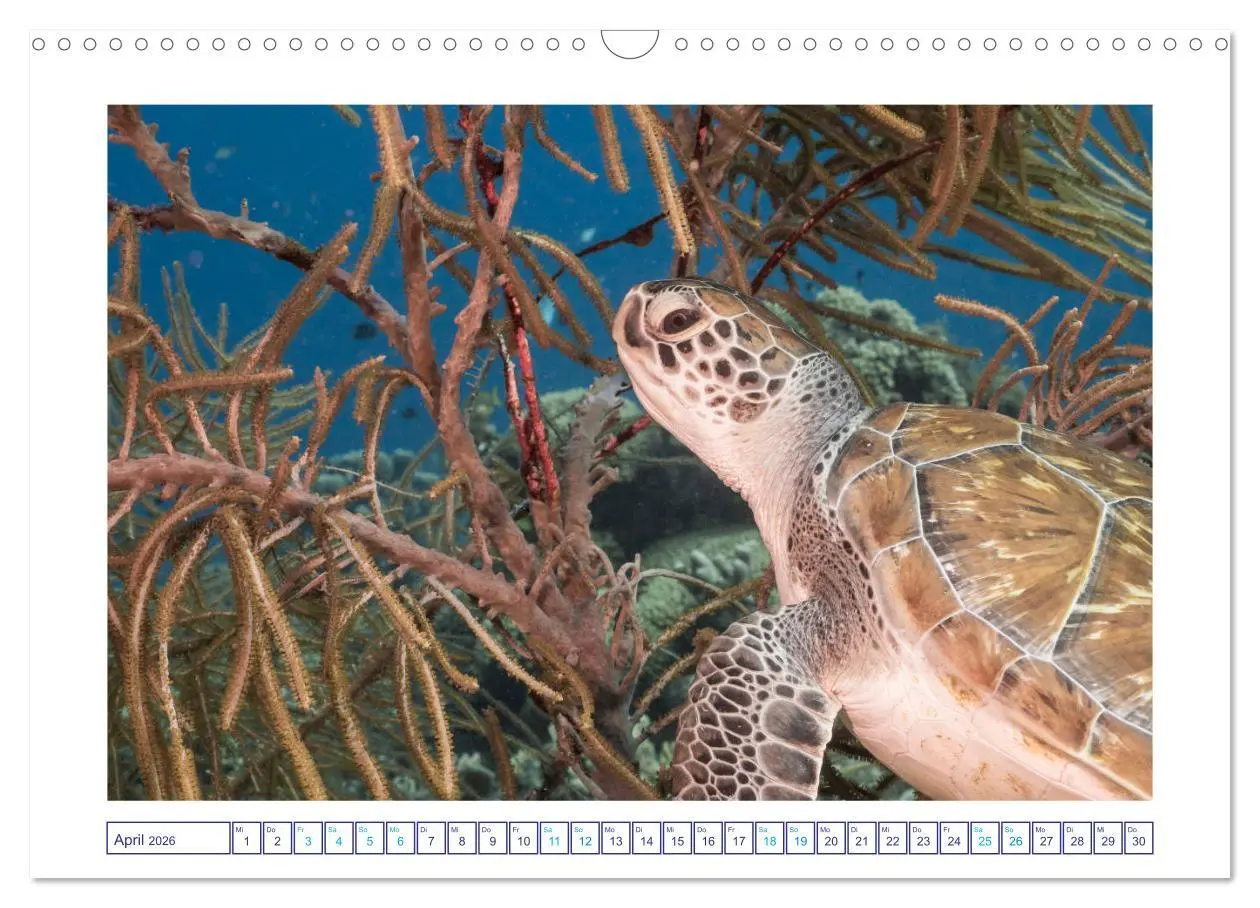 Bild: 9783457776292 | Begegnung mit Meeresschildkröten (Wandkalender 2026 DIN A3 quer),...