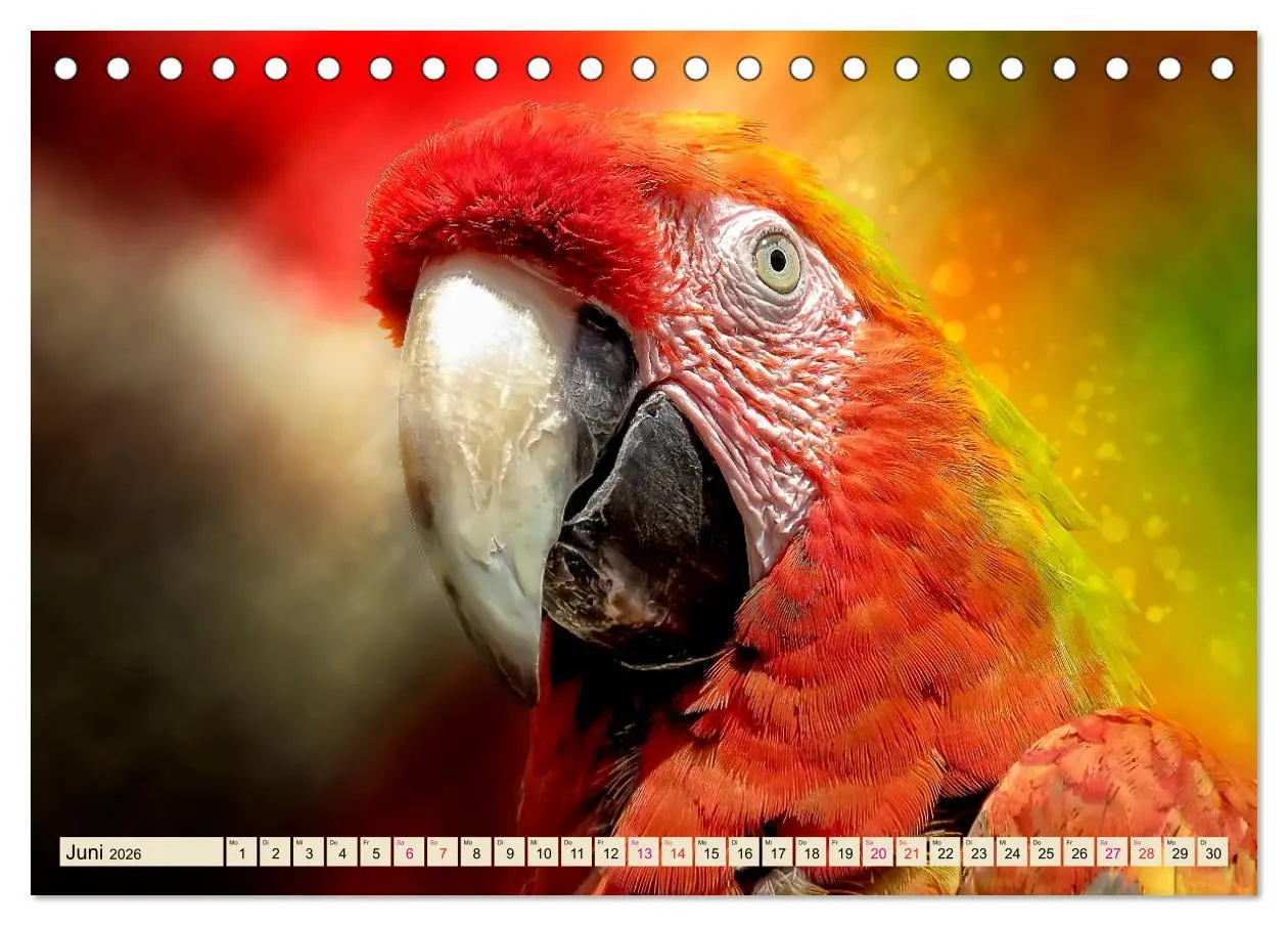 Bild: 9783457846292 | Mein bunter Papagei (Tischkalender 2026 DIN A5 quer), CALVENDO...