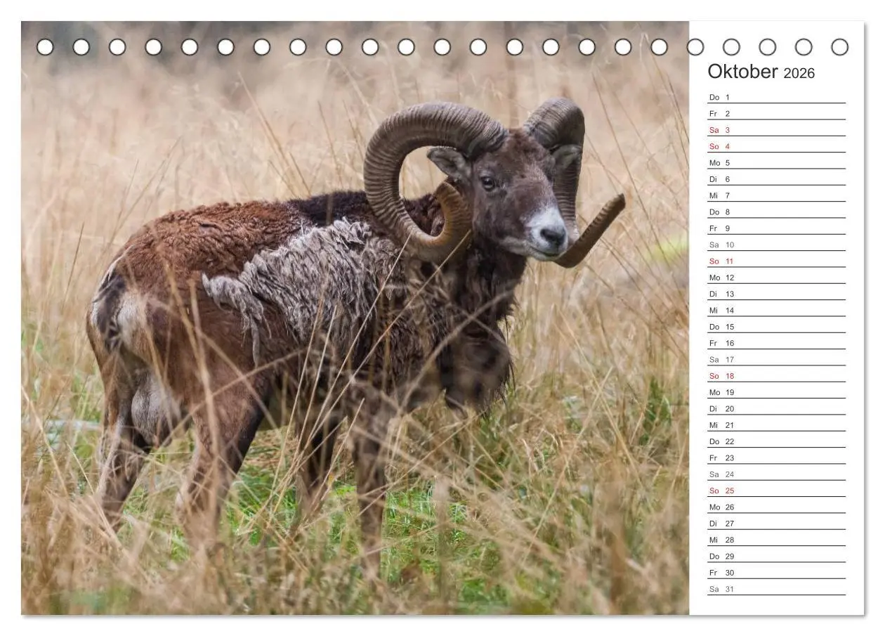 Bild: 9783516006292 | Emotionale Momente: Muffelwild. (Tischkalender 2026 DIN A5 quer),...