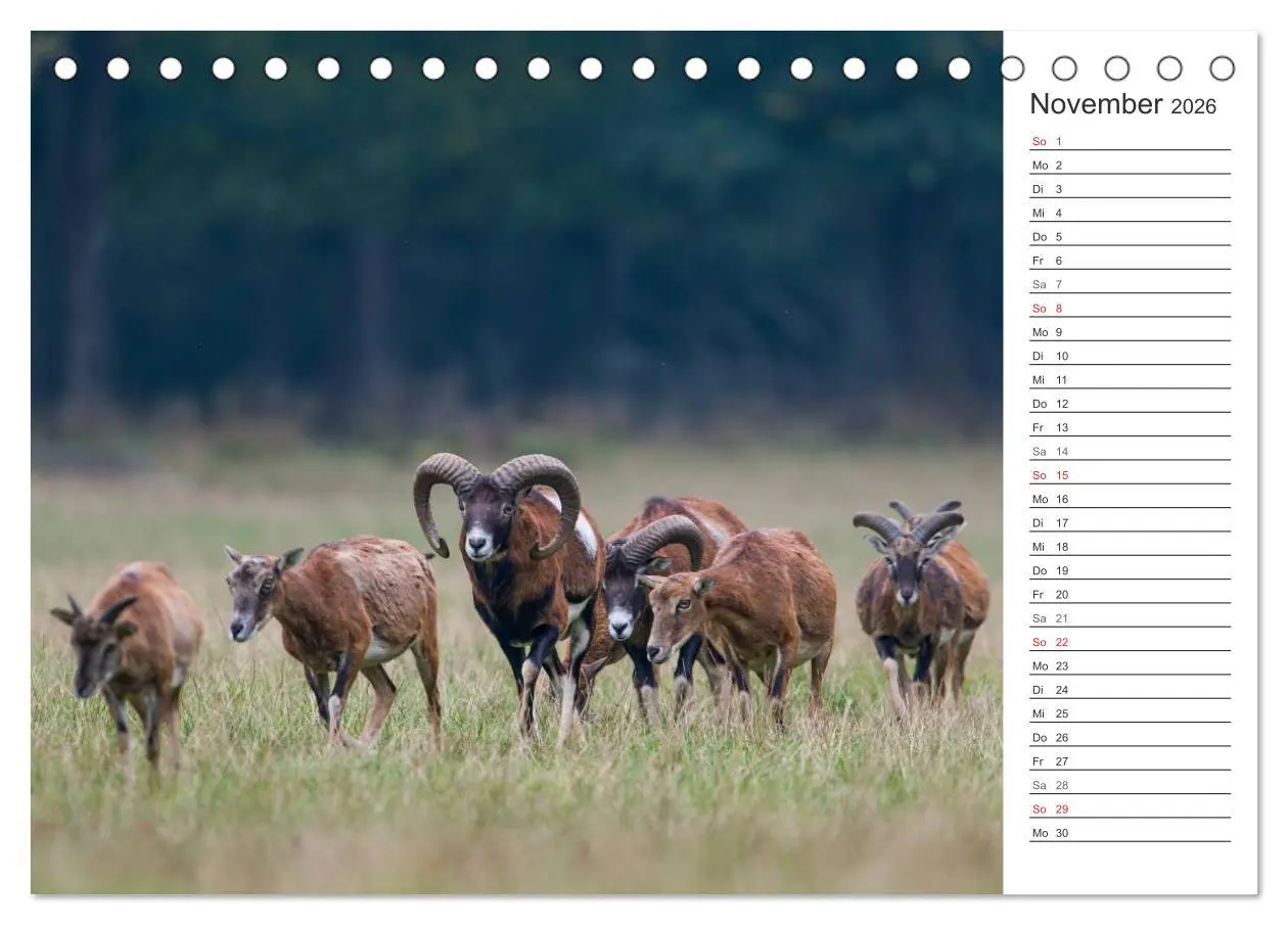 Bild: 9783516006292 | Emotionale Momente: Muffelwild. (Tischkalender 2026 DIN A5 quer),...
