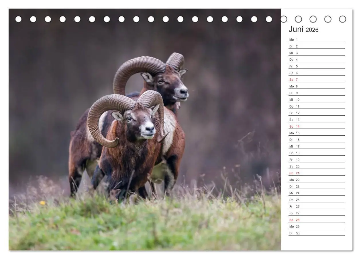 Bild: 9783516006292 | Emotionale Momente: Muffelwild. (Tischkalender 2026 DIN A5 quer),...