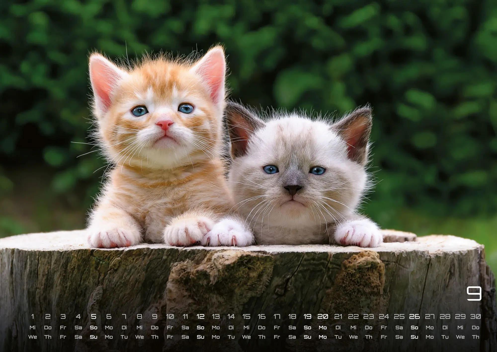 Bild: 9783986736392 | Miau Kids - kleine Tiger ganz groß - Der Katzenkalender - 2027 -...