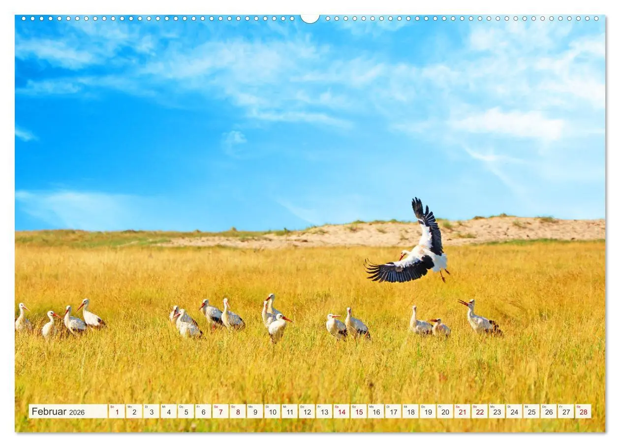 Bild: 9783457446492 | Urlaub in Nordfriesland (hochwertiger Premium Wandkalender 2026 DIN...