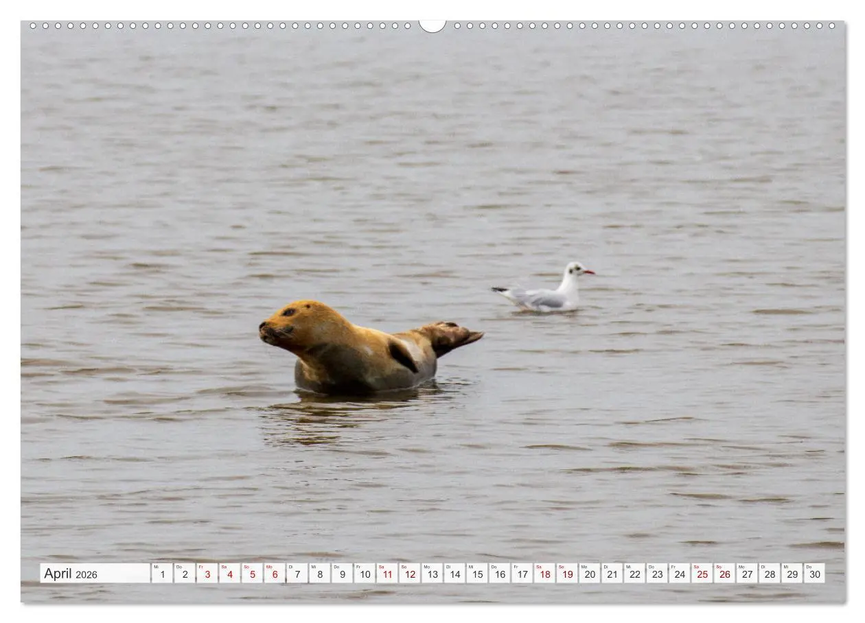 Bild: 9783457446492 | Urlaub in Nordfriesland (hochwertiger Premium Wandkalender 2026 DIN...