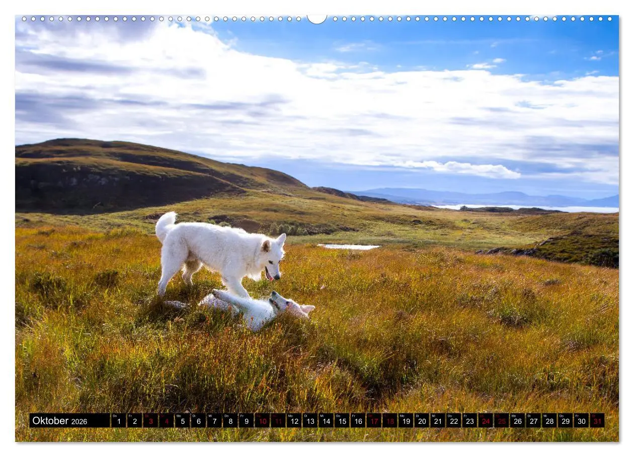 Bild: 9783457756492 | Weiße Schäferhunde in schönen Landschaften (hochwertiger Premium...
