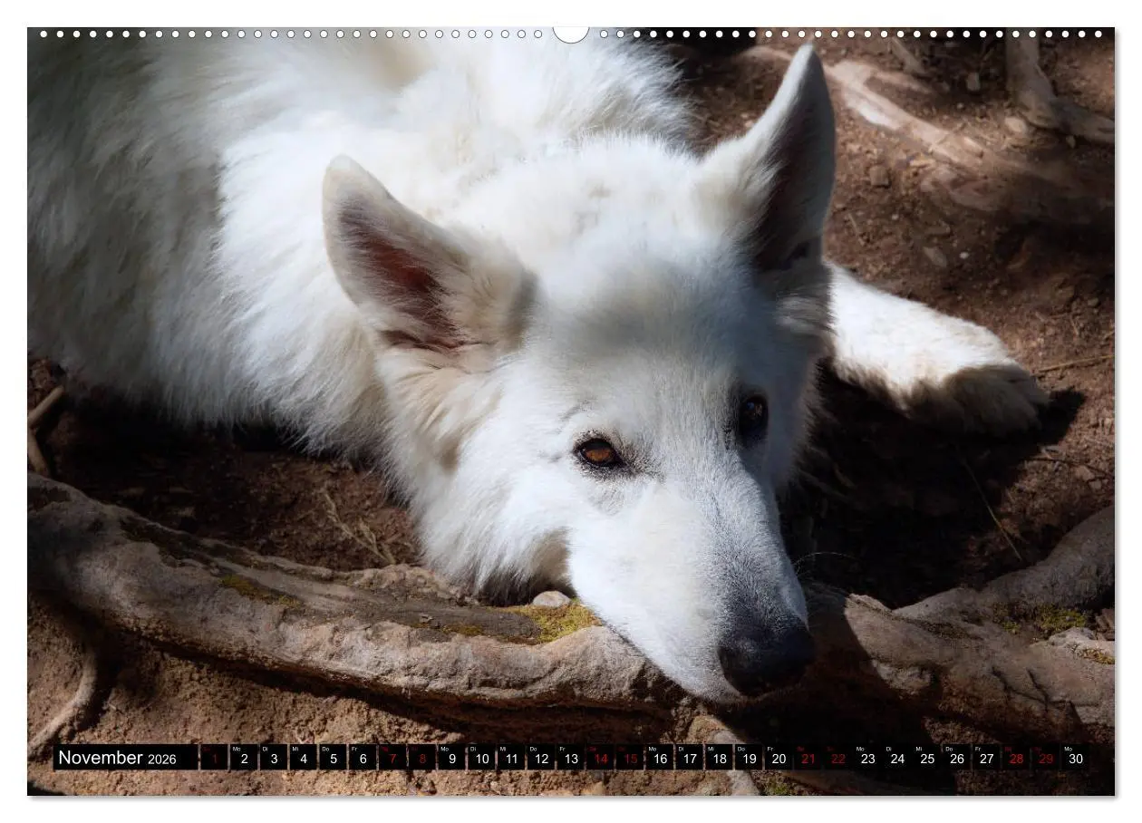 Bild: 9783457756492 | Weiße Schäferhunde in schönen Landschaften (hochwertiger Premium...