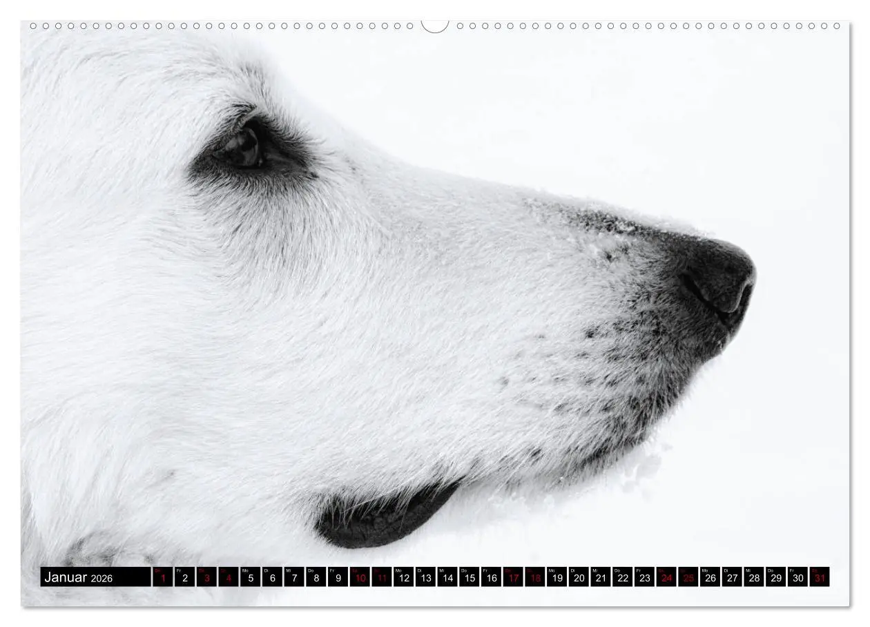 Bild: 9783457756492 | Weiße Schäferhunde in schönen Landschaften (hochwertiger Premium...