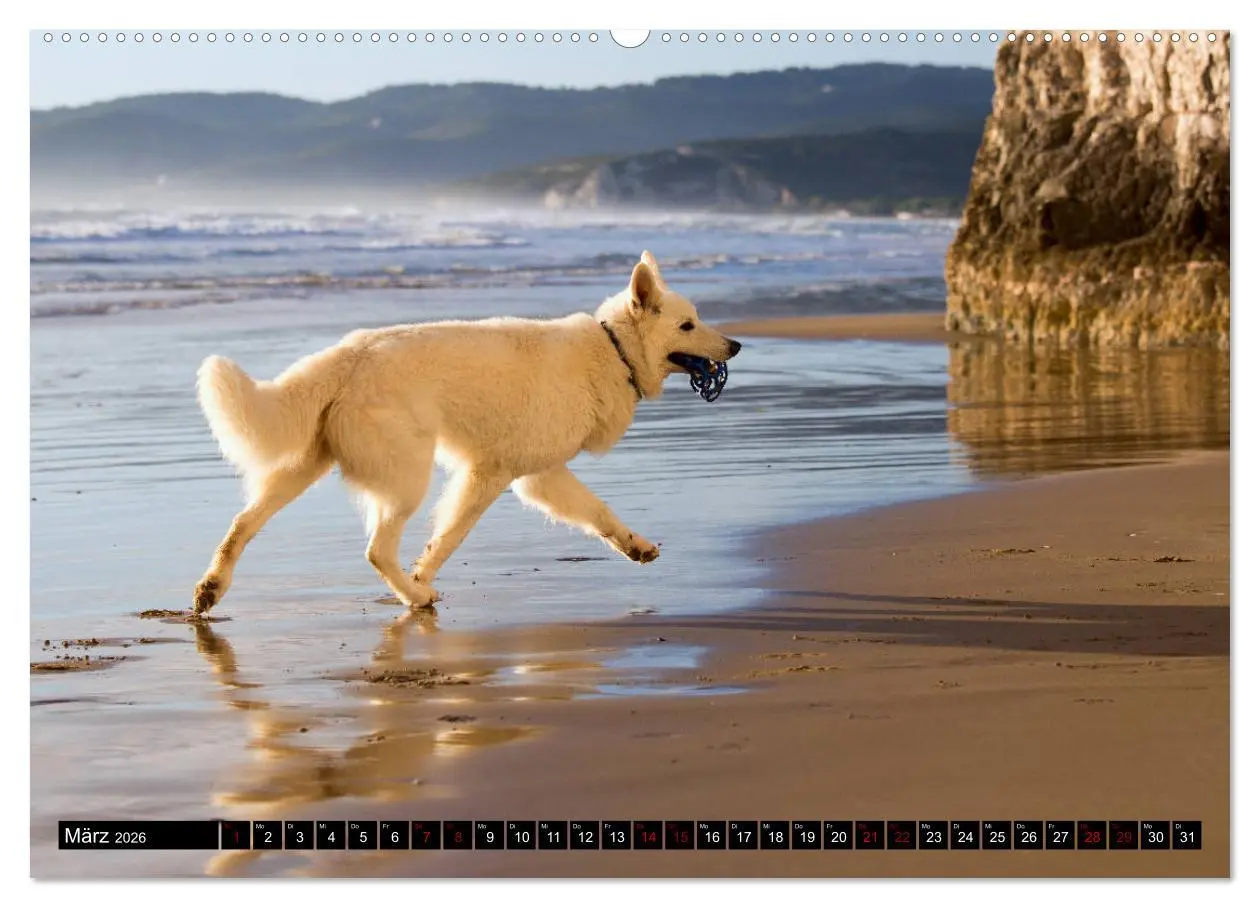 Bild: 9783457756492 | Weiße Schäferhunde in schönen Landschaften (hochwertiger Premium...