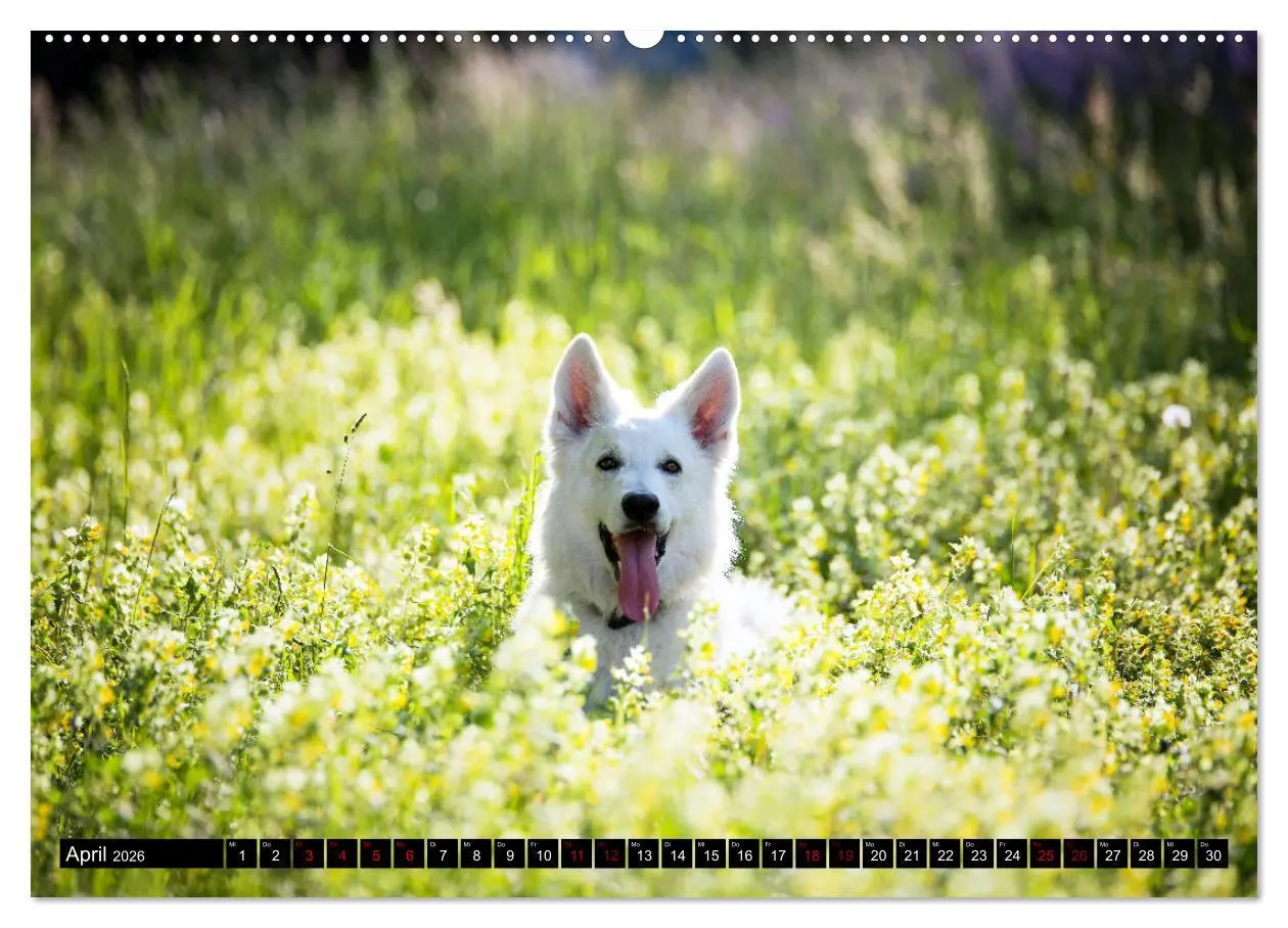 Bild: 9783457756492 | Weiße Schäferhunde in schönen Landschaften (hochwertiger Premium...