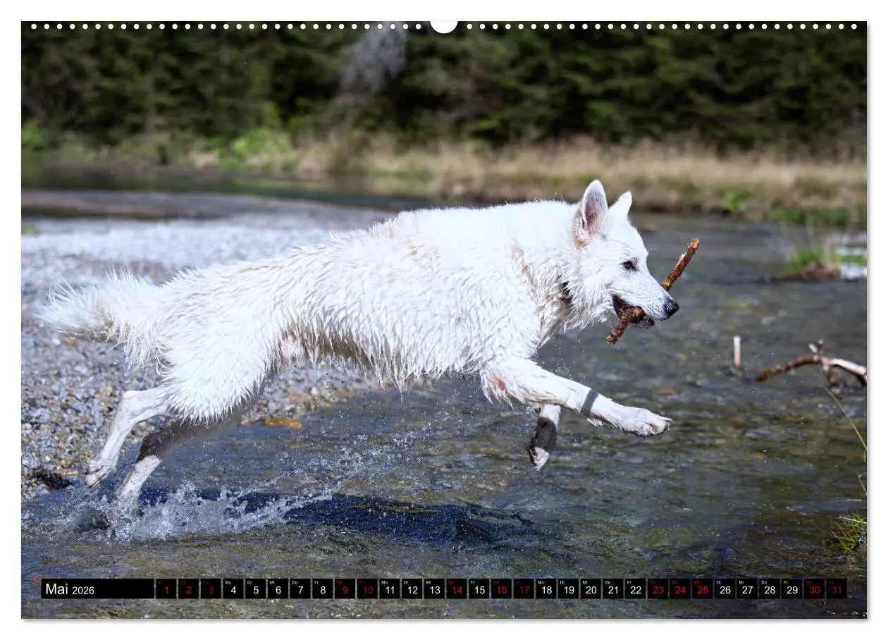 Bild: 9783457756492 | Weiße Schäferhunde in schönen Landschaften (hochwertiger Premium...