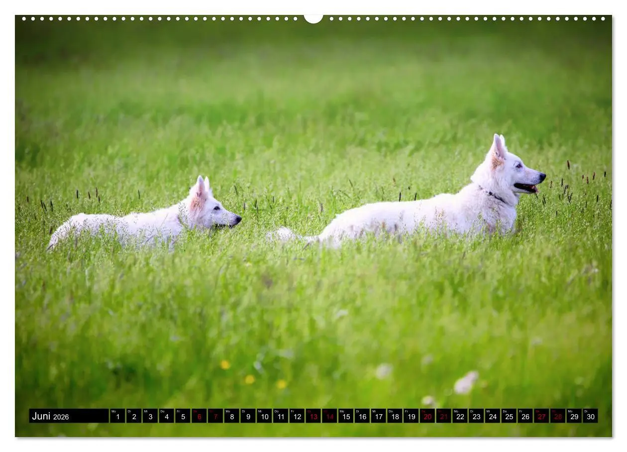 Bild: 9783457756492 | Weiße Schäferhunde in schönen Landschaften (hochwertiger Premium...