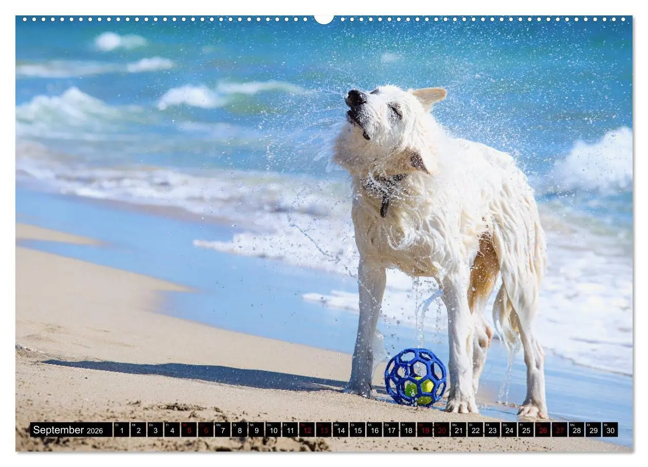 Bild: 9783457756492 | Weiße Schäferhunde in schönen Landschaften (hochwertiger Premium...