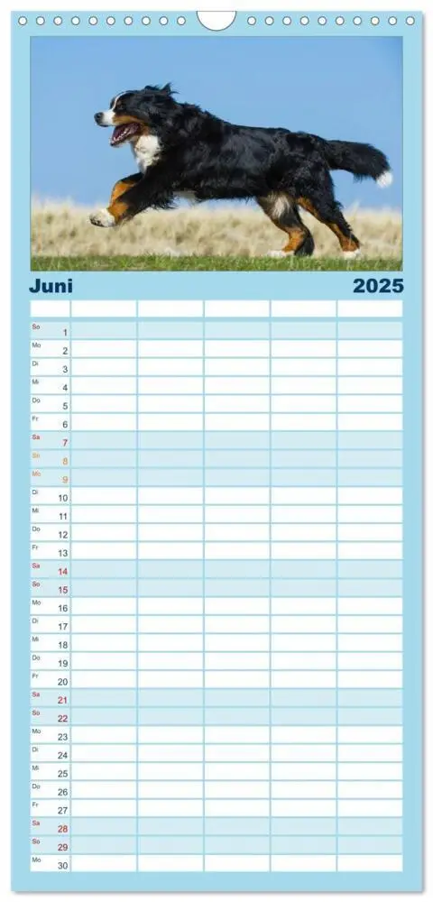 Bild: 9783457126592 | Familienplaner 2025 - Berner Sennenhund 2025 mit 5 Spalten...
