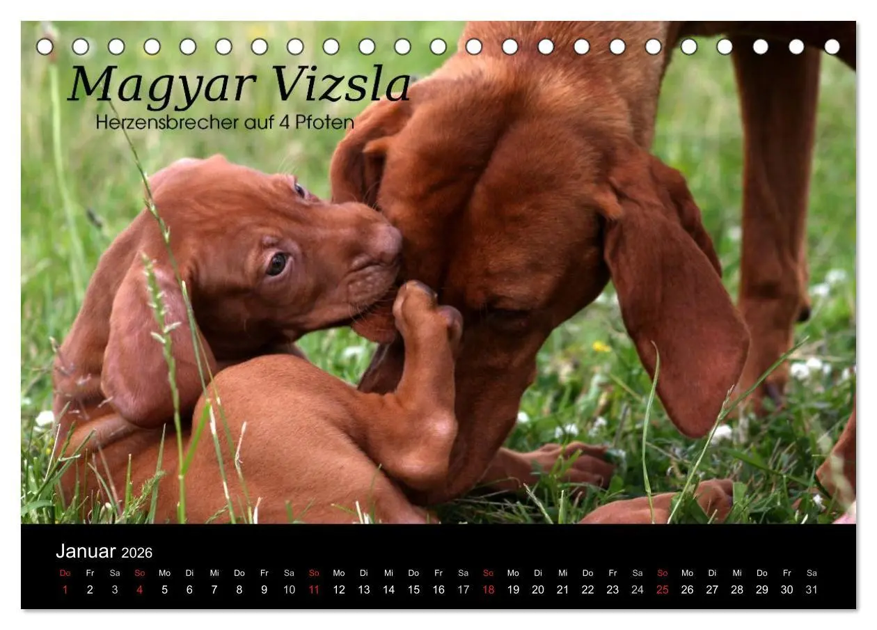 Bild: 9783457986592 | Magyar Vizsla - Zauberhafte Kobolde (Tischkalender 2026 DIN A5...