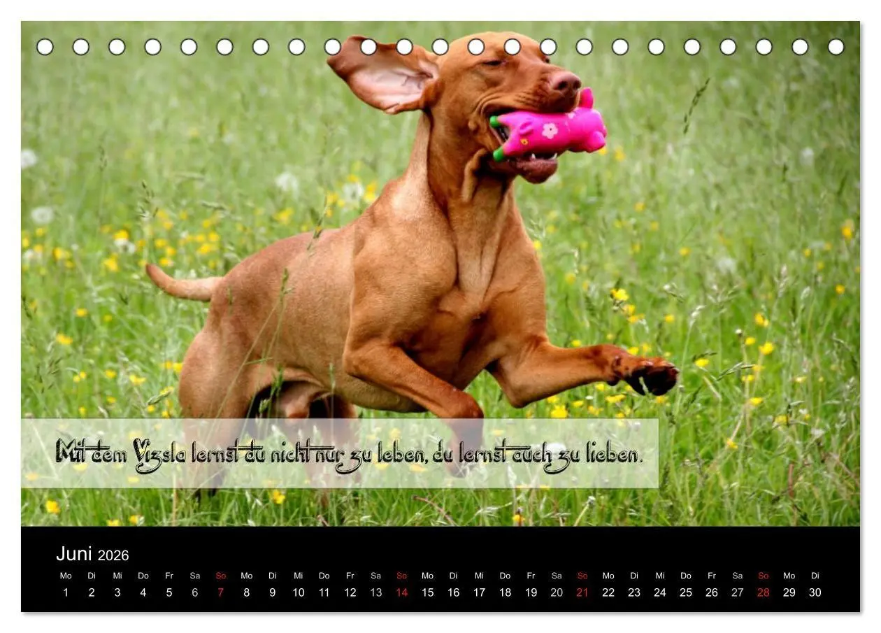 Bild: 9783457986592 | Magyar Vizsla - Zauberhafte Kobolde (Tischkalender 2026 DIN A5...