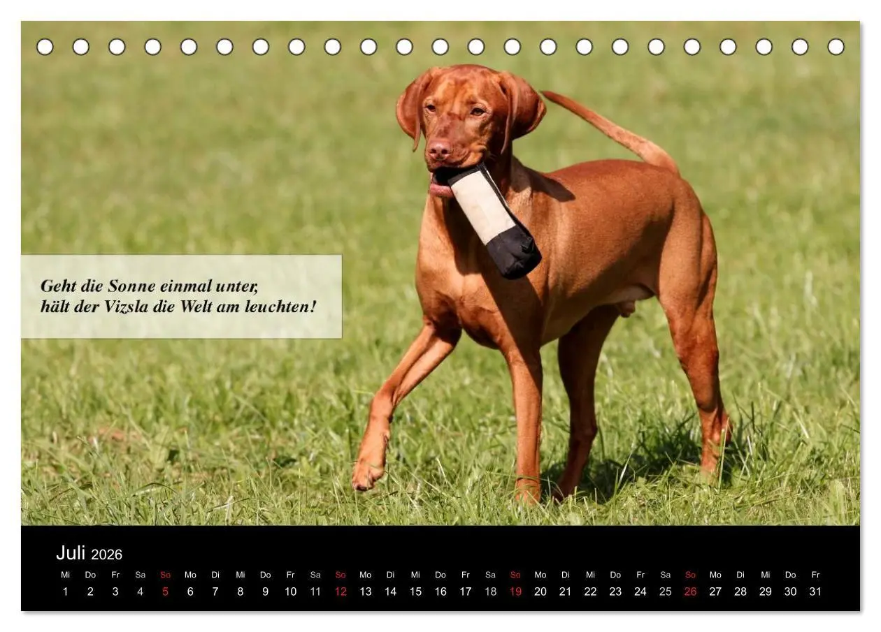 Bild: 9783457986592 | Magyar Vizsla - Zauberhafte Kobolde (Tischkalender 2026 DIN A5...