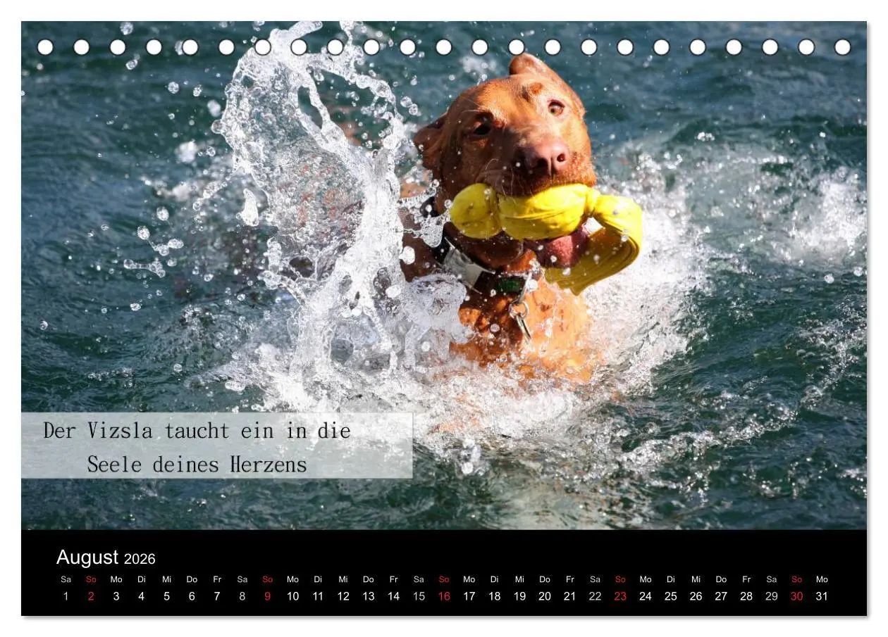 Bild: 9783457986592 | Magyar Vizsla - Zauberhafte Kobolde (Tischkalender 2026 DIN A5...