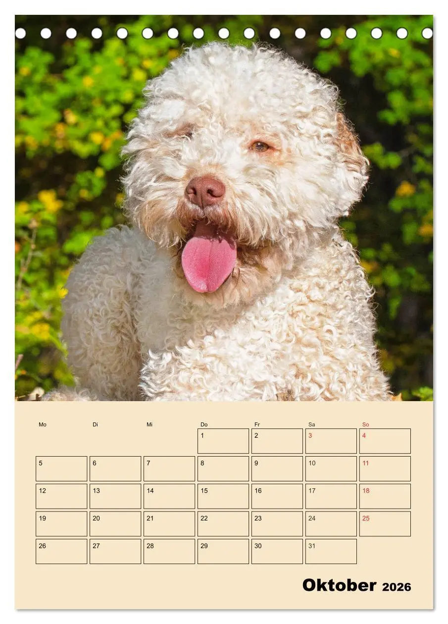 Bild: 9783516386592 | Jahresplaner Lagotto Romagnolo (Tischkalender 2026 DIN A5 hoch),...