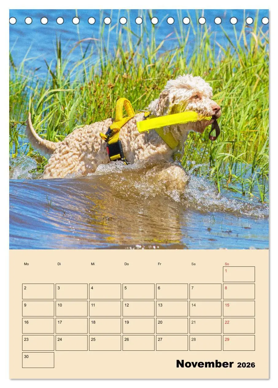 Bild: 9783516386592 | Jahresplaner Lagotto Romagnolo (Tischkalender 2026 DIN A5 hoch),...
