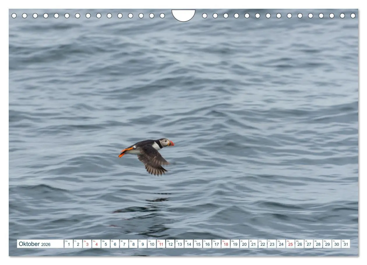 Bild: 9783457806692 | Lofoten Vesterålen (Wandkalender 2026 DIN A4 quer), CALVENDO...