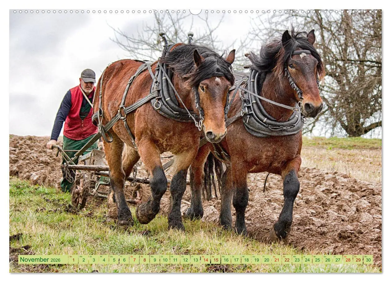 Bild: 9783457656792 | Zugpferde bei der Feldarbeit (Wandkalender 2026 DIN A2 quer),...