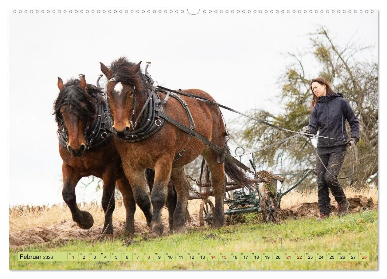 Bild: 9783457656792 | Zugpferde bei der Feldarbeit (Wandkalender 2026 DIN A2 quer),...