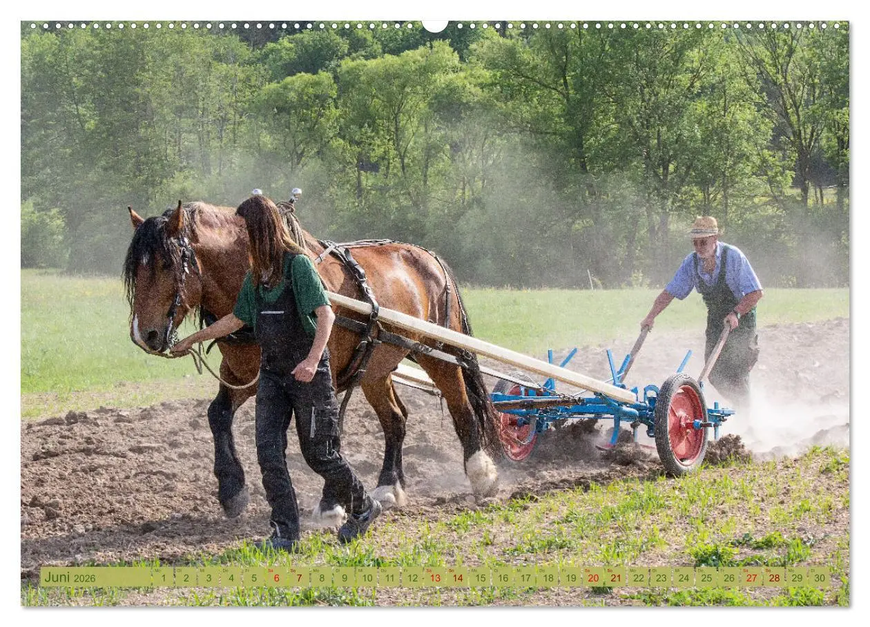 Bild: 9783457656792 | Zugpferde bei der Feldarbeit (Wandkalender 2026 DIN A2 quer),...