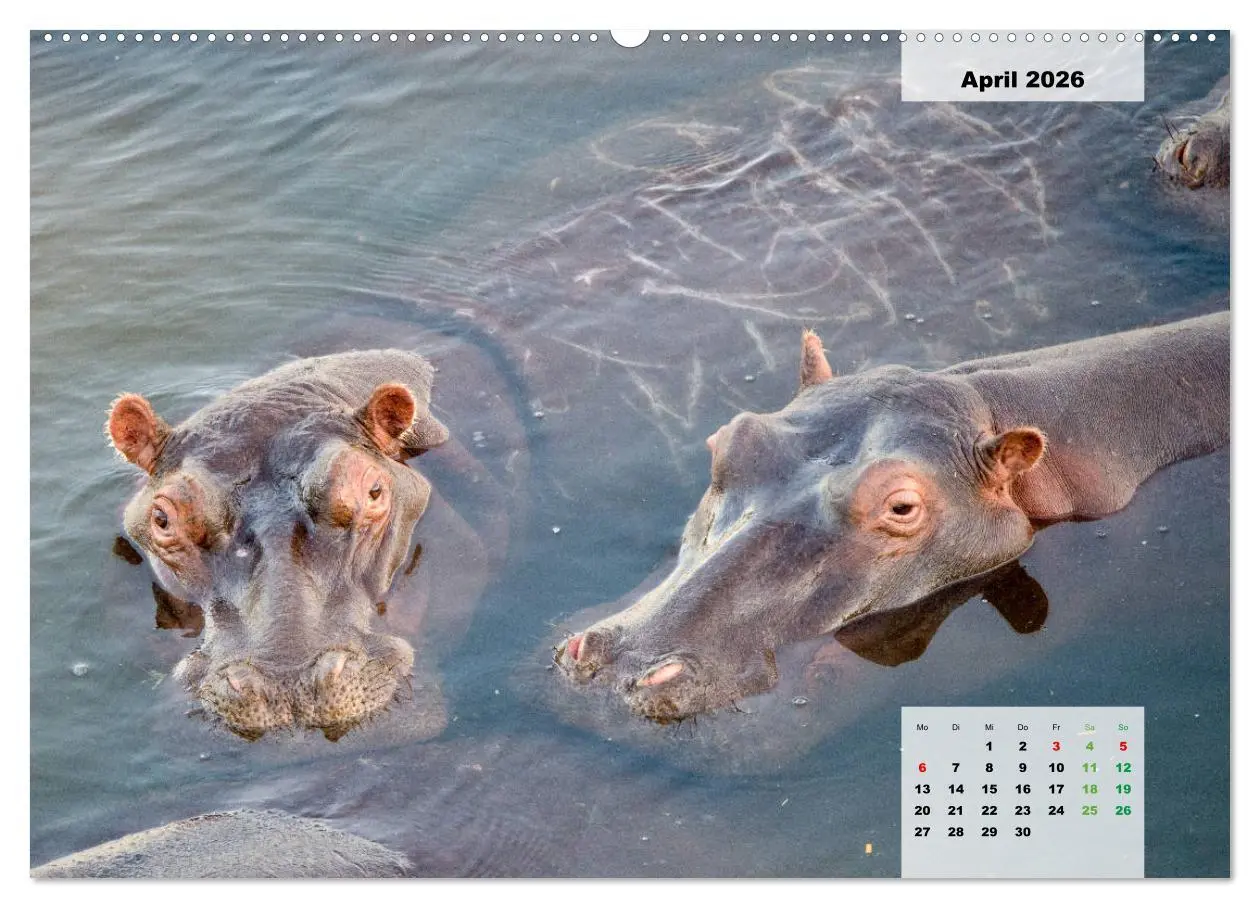 Bild: 9783457726792 | Nilpferde, Kolosse im Wasser (hochwertiger Premium Wandkalender...