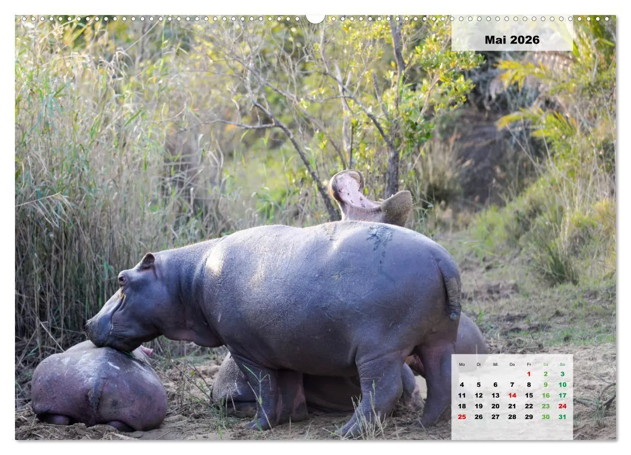 Bild: 9783457726792 | Nilpferde, Kolosse im Wasser (hochwertiger Premium Wandkalender...