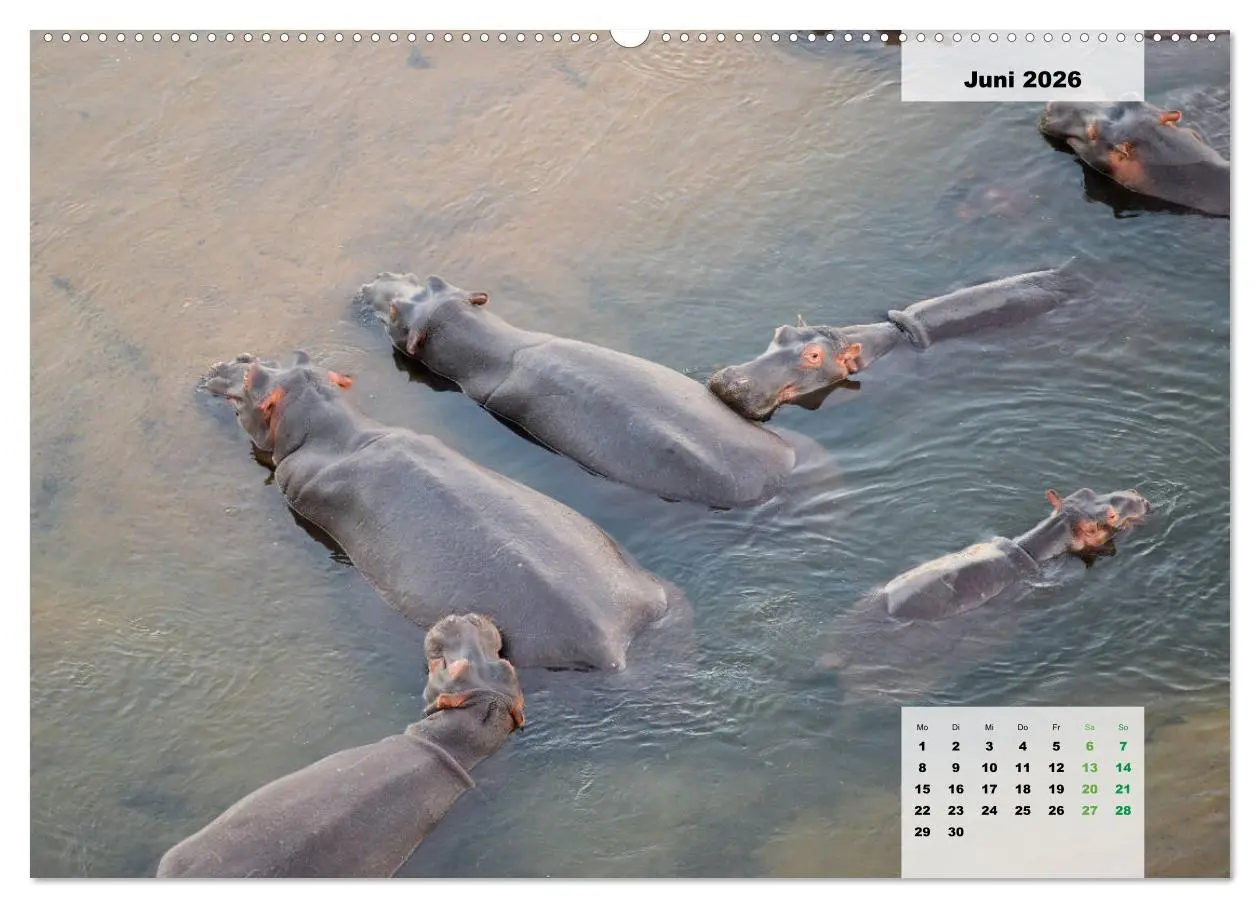 Bild: 9783457726792 | Nilpferde, Kolosse im Wasser (hochwertiger Premium Wandkalender...