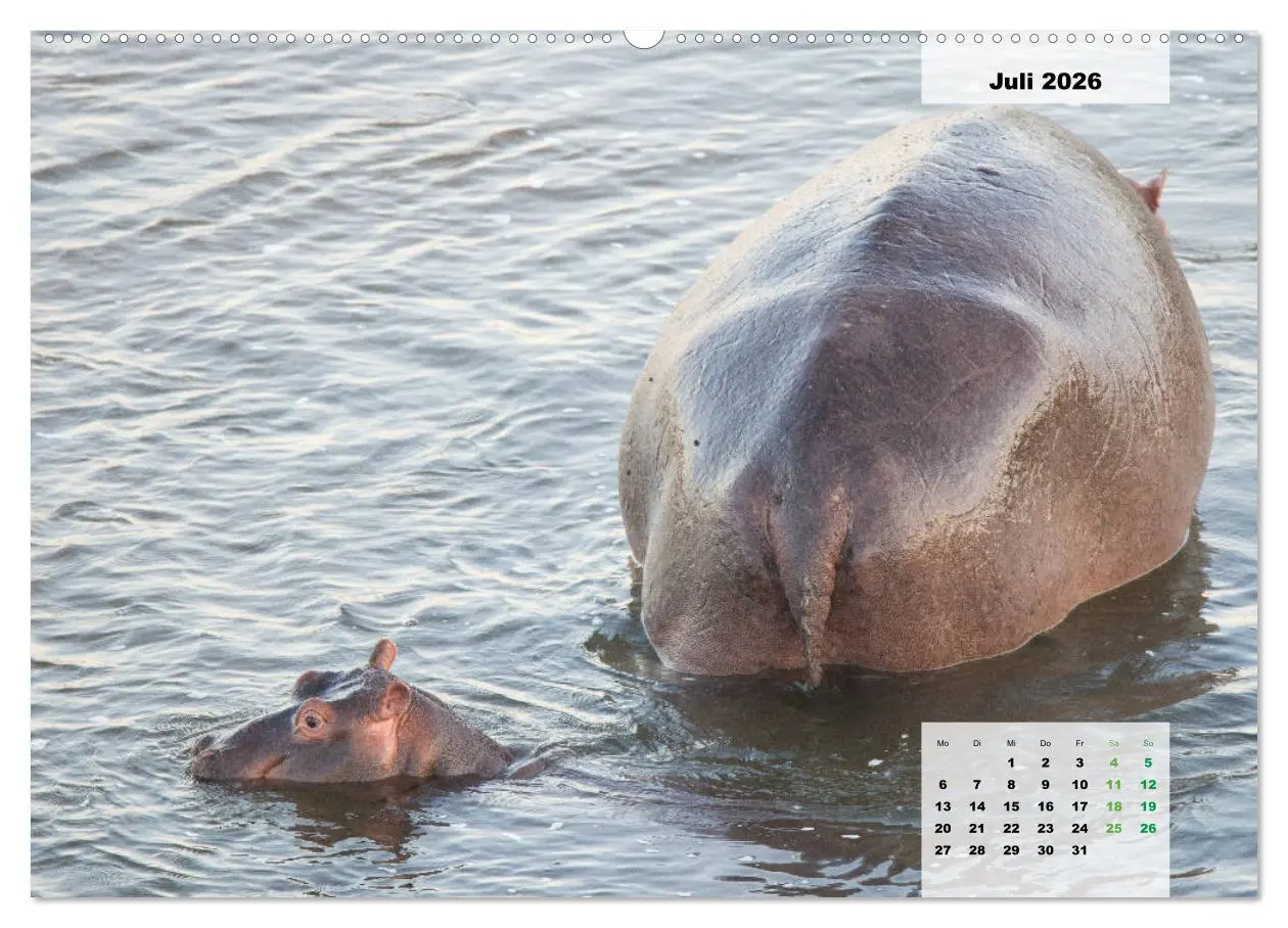 Bild: 9783457726792 | Nilpferde, Kolosse im Wasser (hochwertiger Premium Wandkalender...