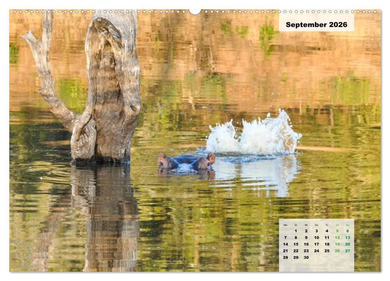 Bild: 9783457726792 | Nilpferde, Kolosse im Wasser (hochwertiger Premium Wandkalender...