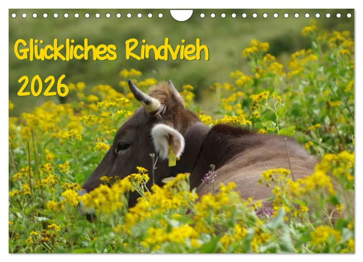 Cover: 9783457966792 | Glückliches Rindvieh 2026 (Wandkalender 2026 DIN A4 quer), CALVENDO...