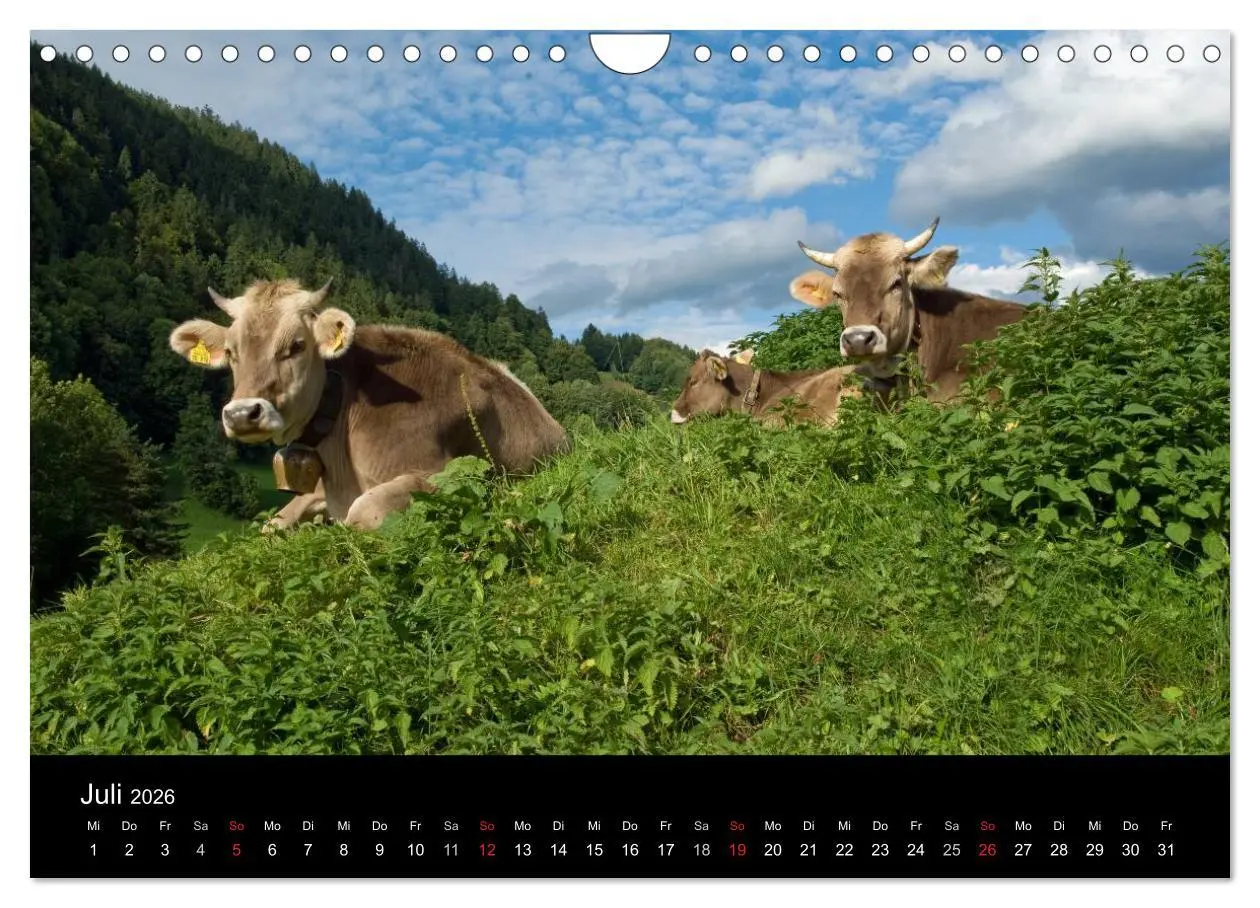 Bild: 9783457966792 | Glückliches Rindvieh 2026 (Wandkalender 2026 DIN A4 quer), CALVENDO...