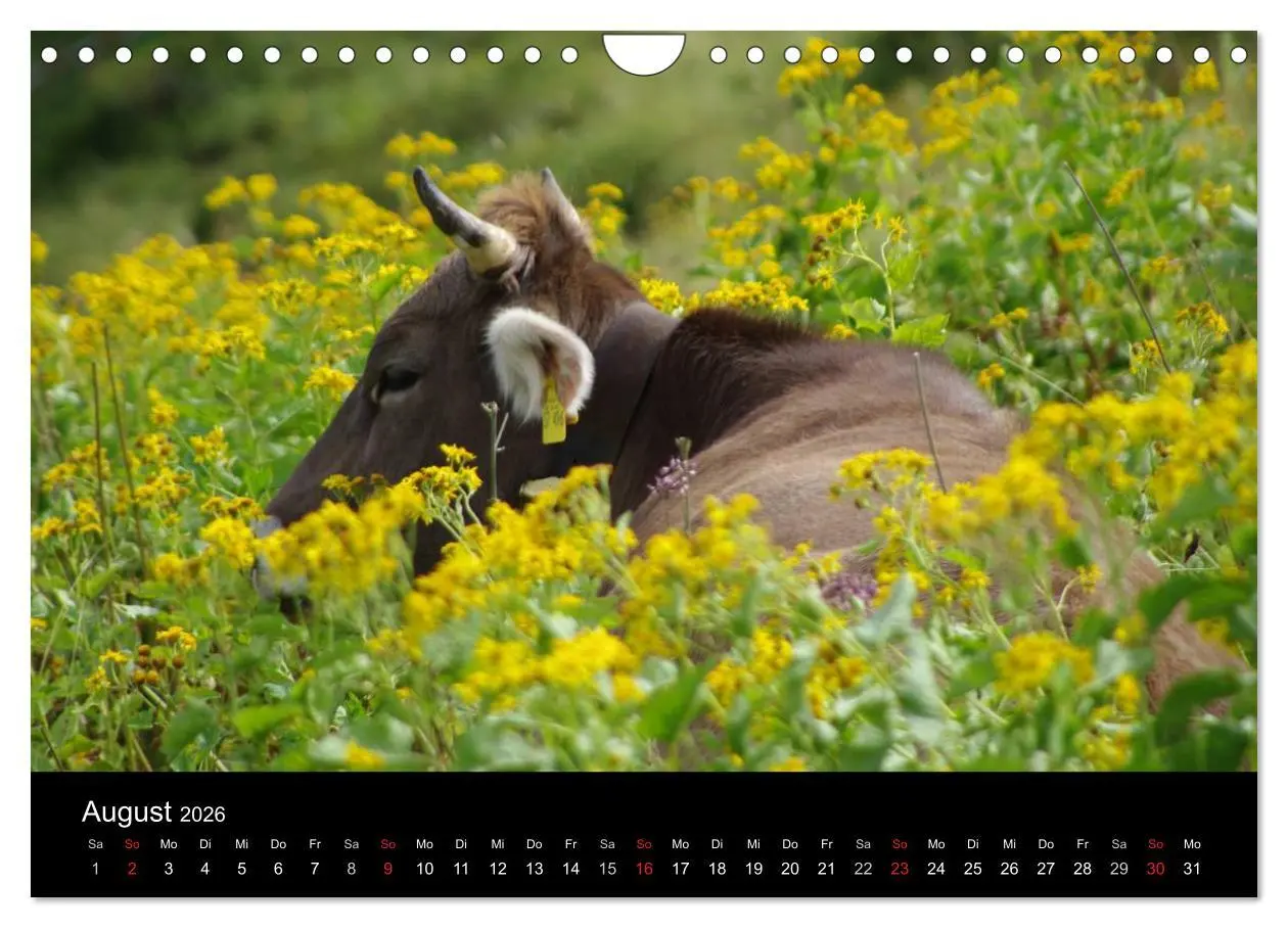 Bild: 9783457966792 | Glückliches Rindvieh 2026 (Wandkalender 2026 DIN A4 quer), CALVENDO...