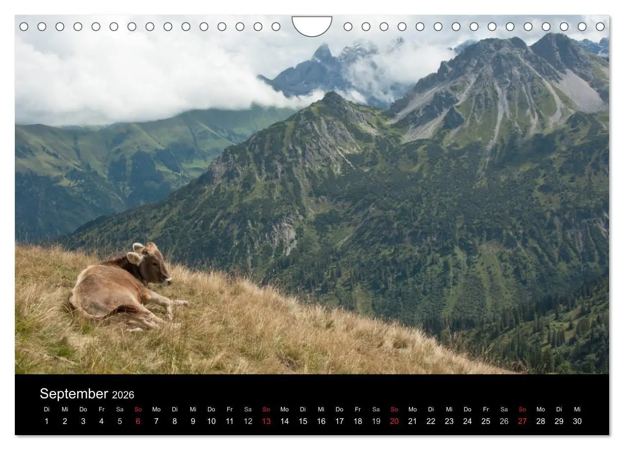 Bild: 9783457966792 | Glückliches Rindvieh 2026 (Wandkalender 2026 DIN A4 quer), CALVENDO...
