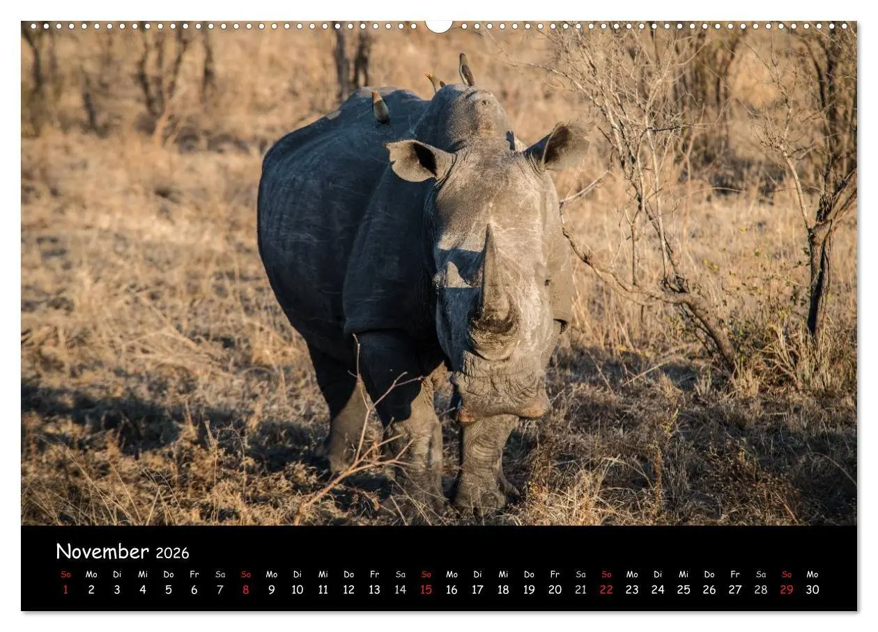 Bild: 9783516056792 | Tier-Momente in Afrika (hochwertiger Premium Wandkalender 2026 DIN...