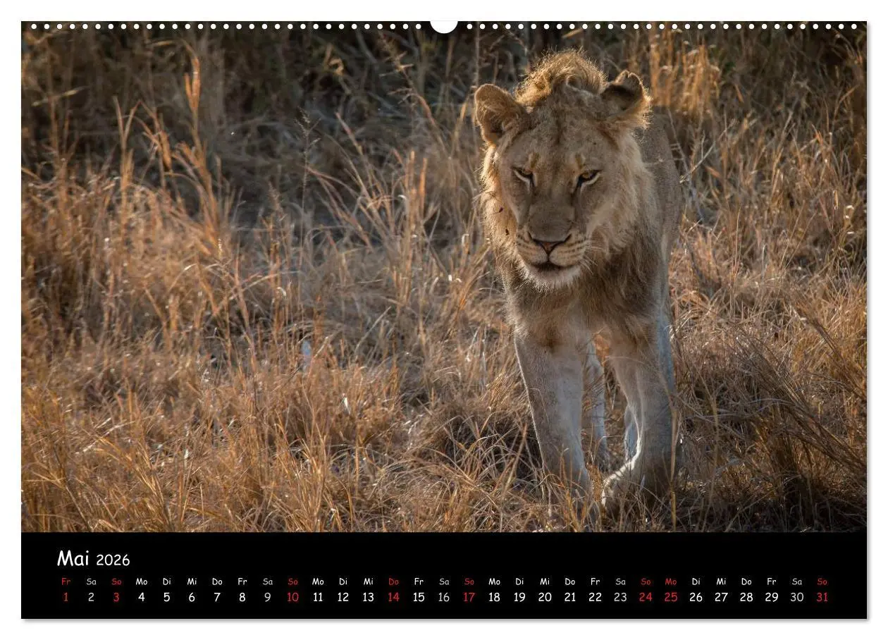 Bild: 9783516056792 | Tier-Momente in Afrika (hochwertiger Premium Wandkalender 2026 DIN...