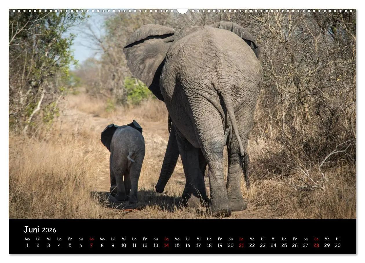 Bild: 9783516056792 | Tier-Momente in Afrika (hochwertiger Premium Wandkalender 2026 DIN...