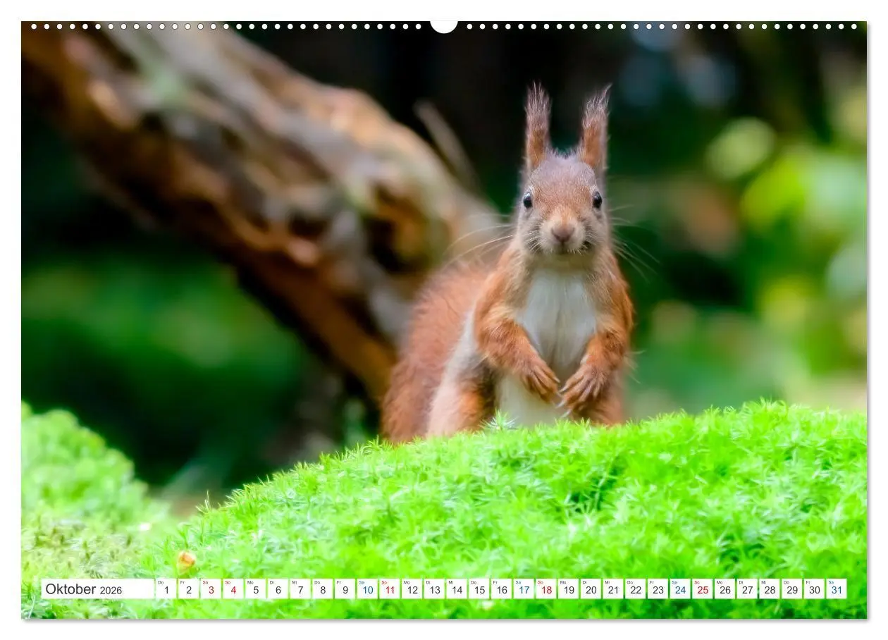 Bild: 9783457566992 | Ein Jahr voller Hörnchen (Wandkalender 2026 DIN A2 quer), CALVENDO...